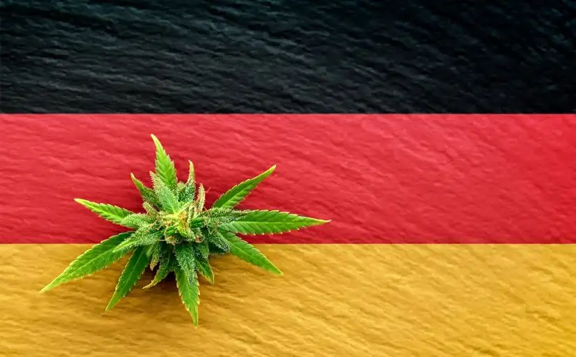 Cannabis-Legalisierung: Cannabisblüte vor Deutschlandflagge