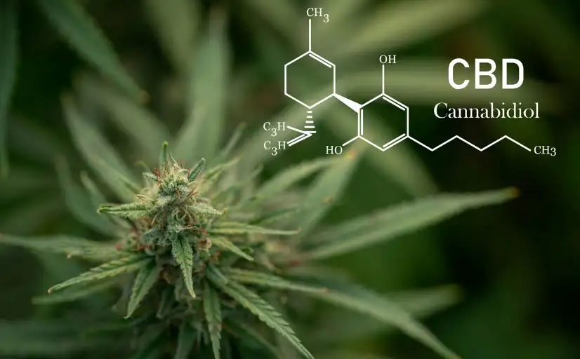 CBD: chemische Formel neben Cannabispflanze