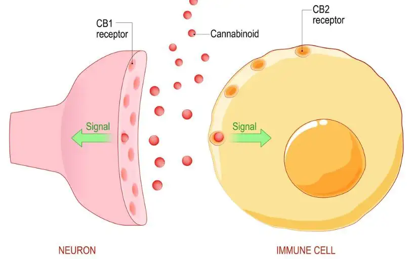 Endocannabinoide: Schaubild