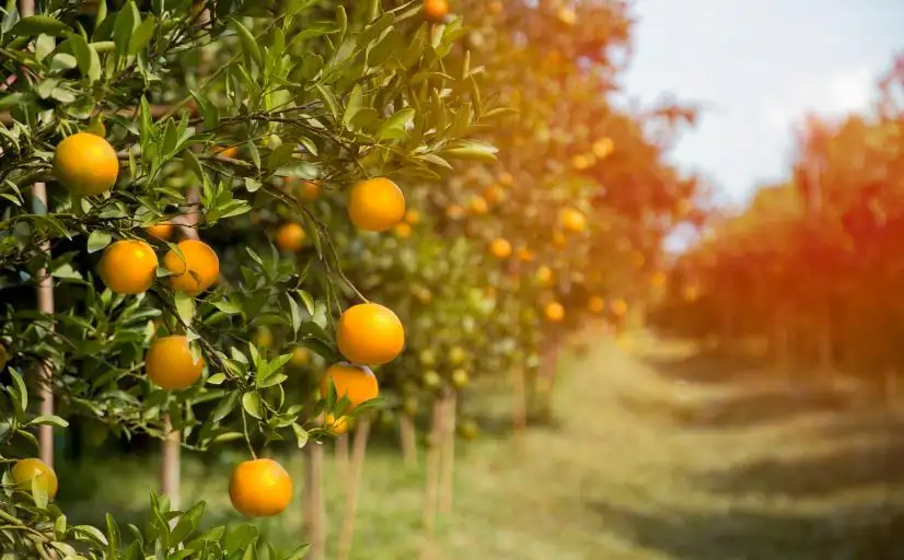 Bäume mit Orangen, die Hesperidin enthalten