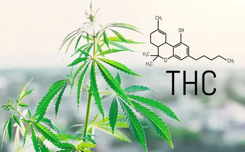 THC: chemische Formel neben Cannabispflanze